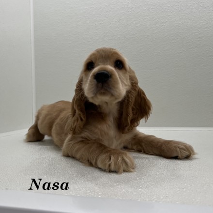 puppy, for, sale, Cocker Spaniel, Joe & Cherri  Overlease, dog, breeder, Miller, MO, dog-breeder, puppy-for-sale, forsale, nearby, find, puppyfind, locator, puppylocator, aca